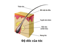 Ph&acirc;n T&iacute;ch Sự Kh&aacute;c Biệt Giữa Độ Dốc (Graduation) V&agrave; Ph&acirc;n Tầng (Layering) Trong Barbering