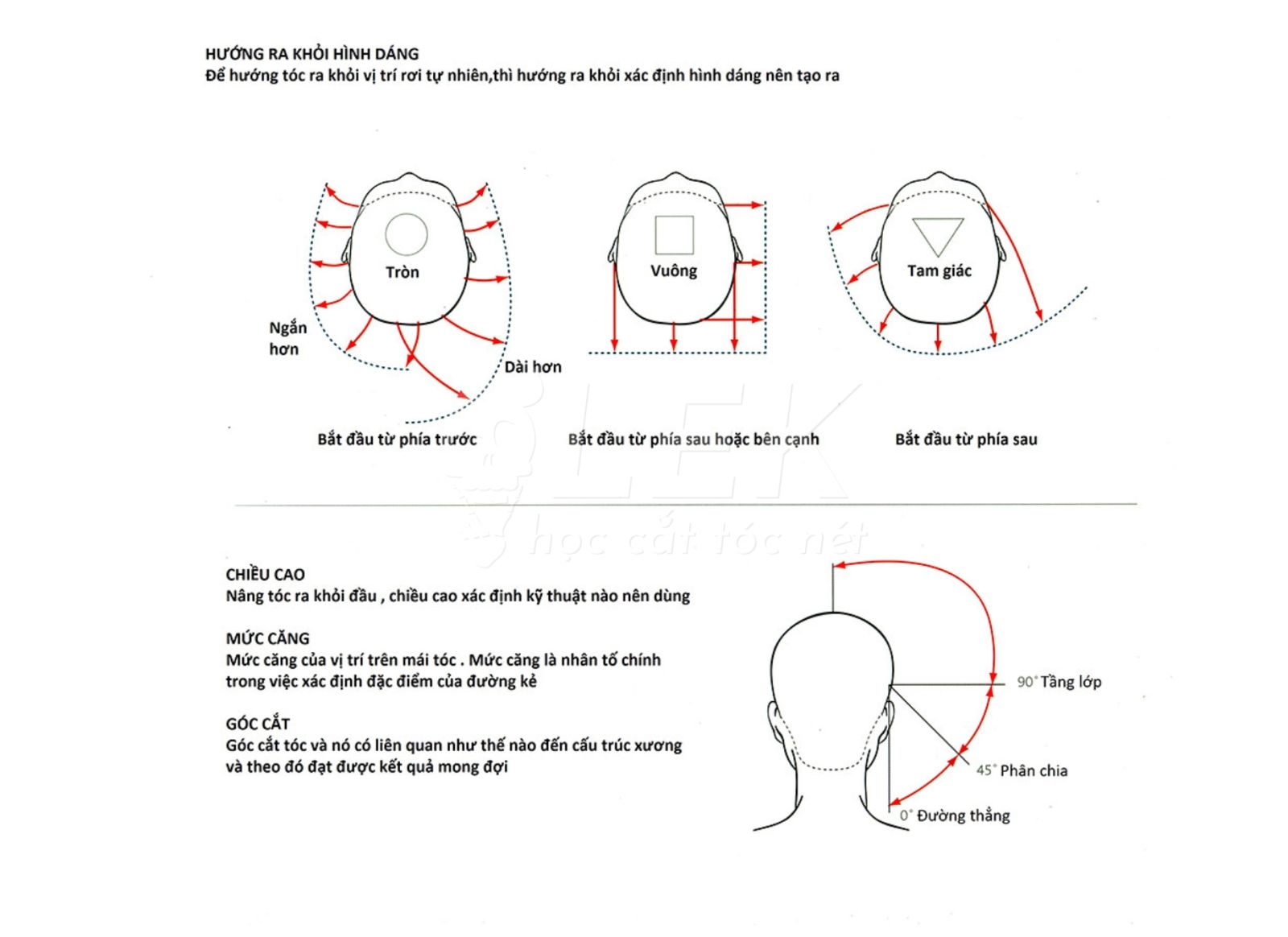 Cấu trúc hộp sọ barber