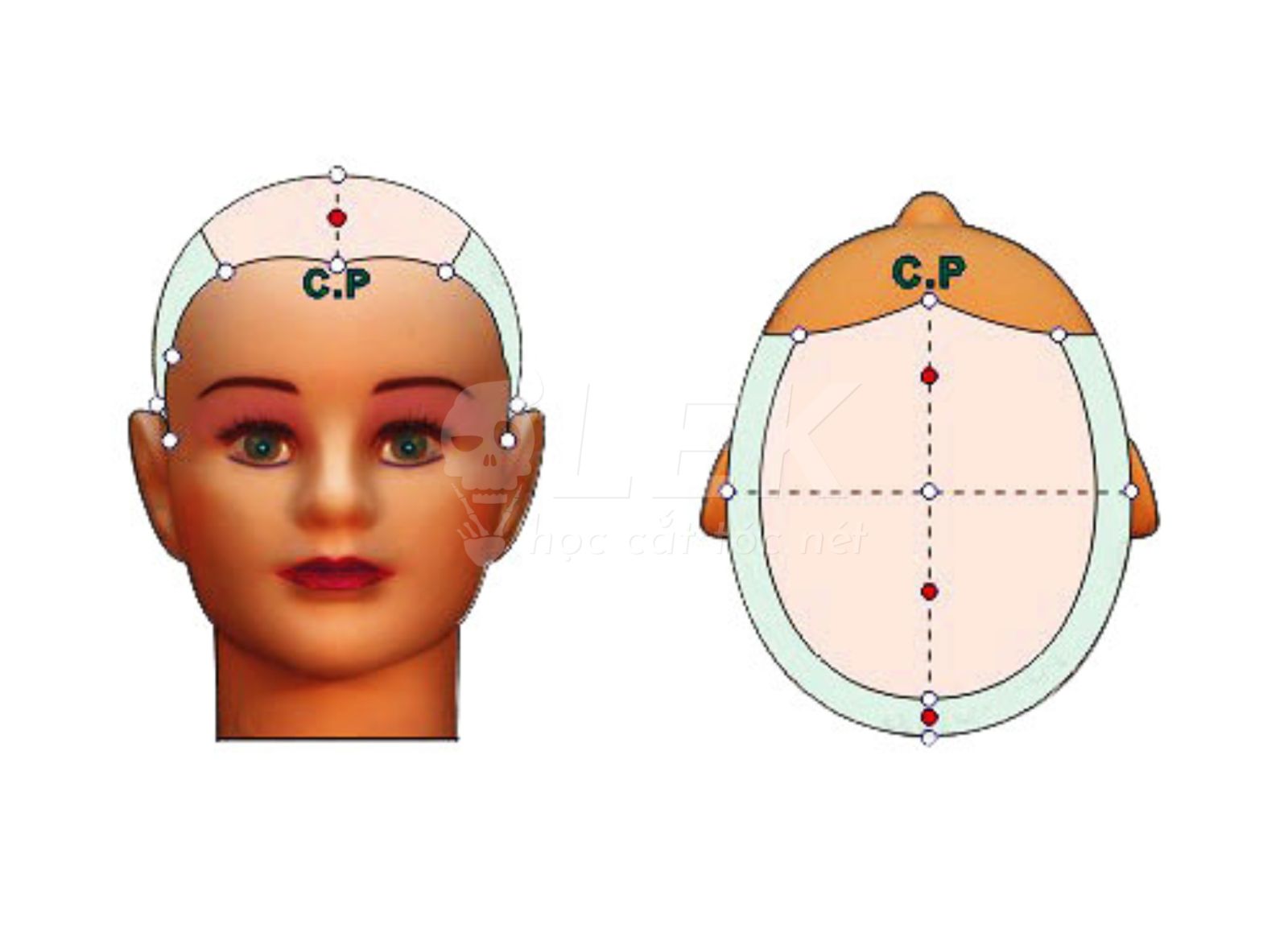 Cấu trúc hộp sọ barber