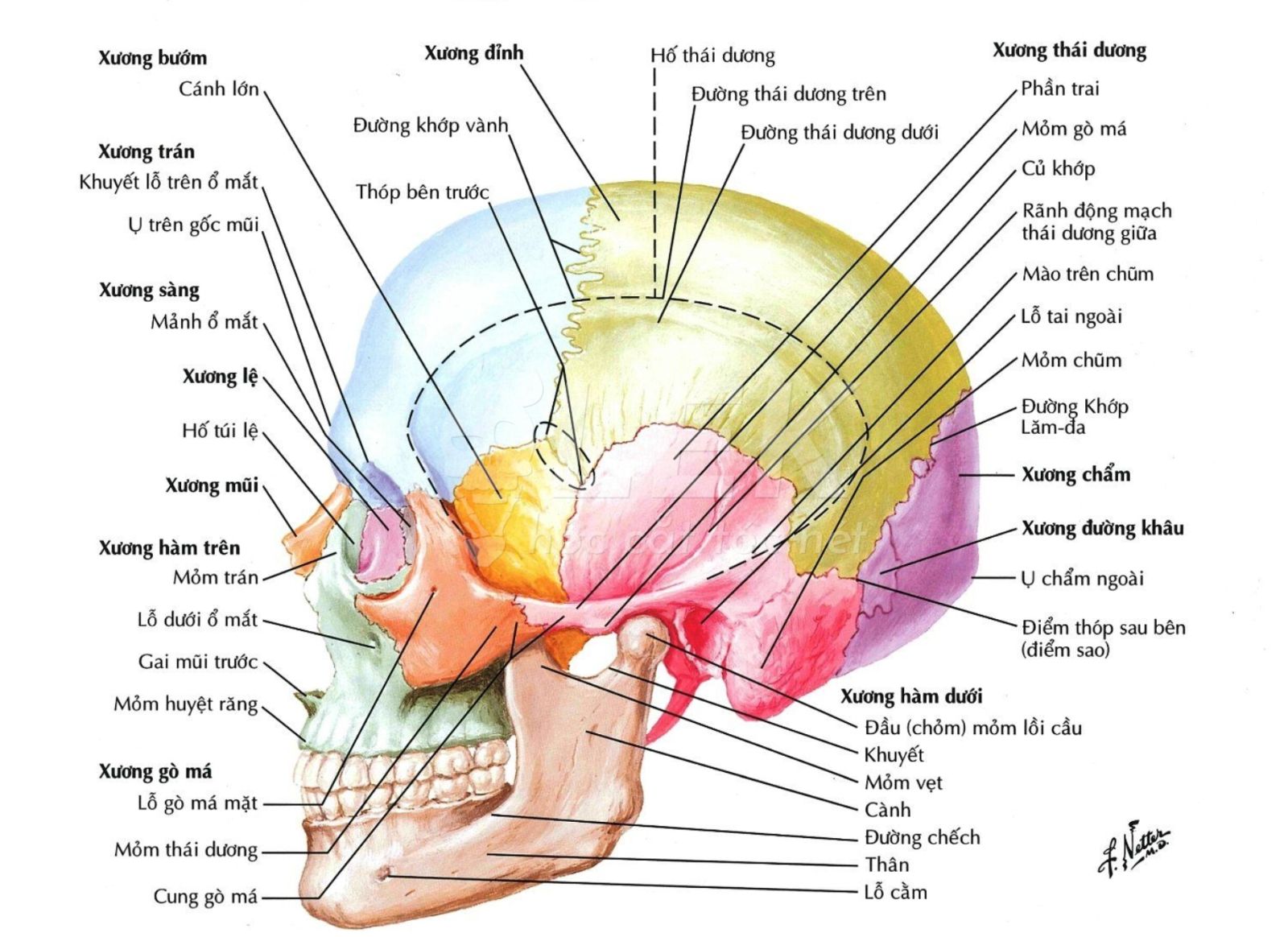Cấu trúc hộp sọ barber