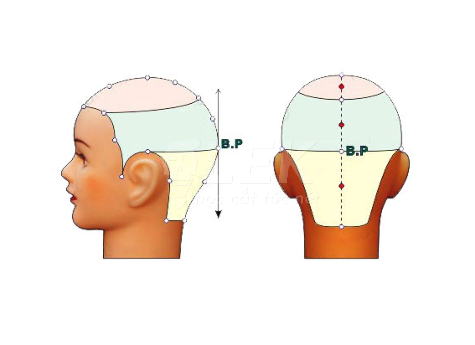 Cấu trúc hộp sọ barber