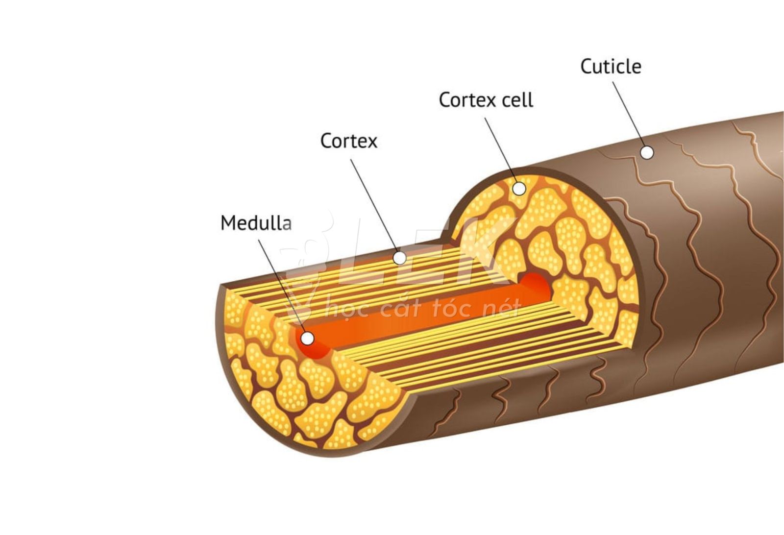 Cách xử lý những chất tóc khó