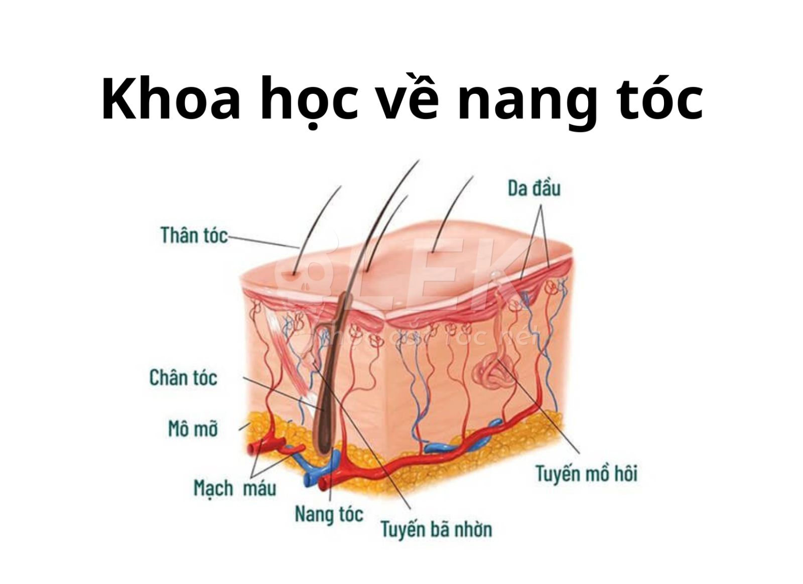 tóc nam yếu