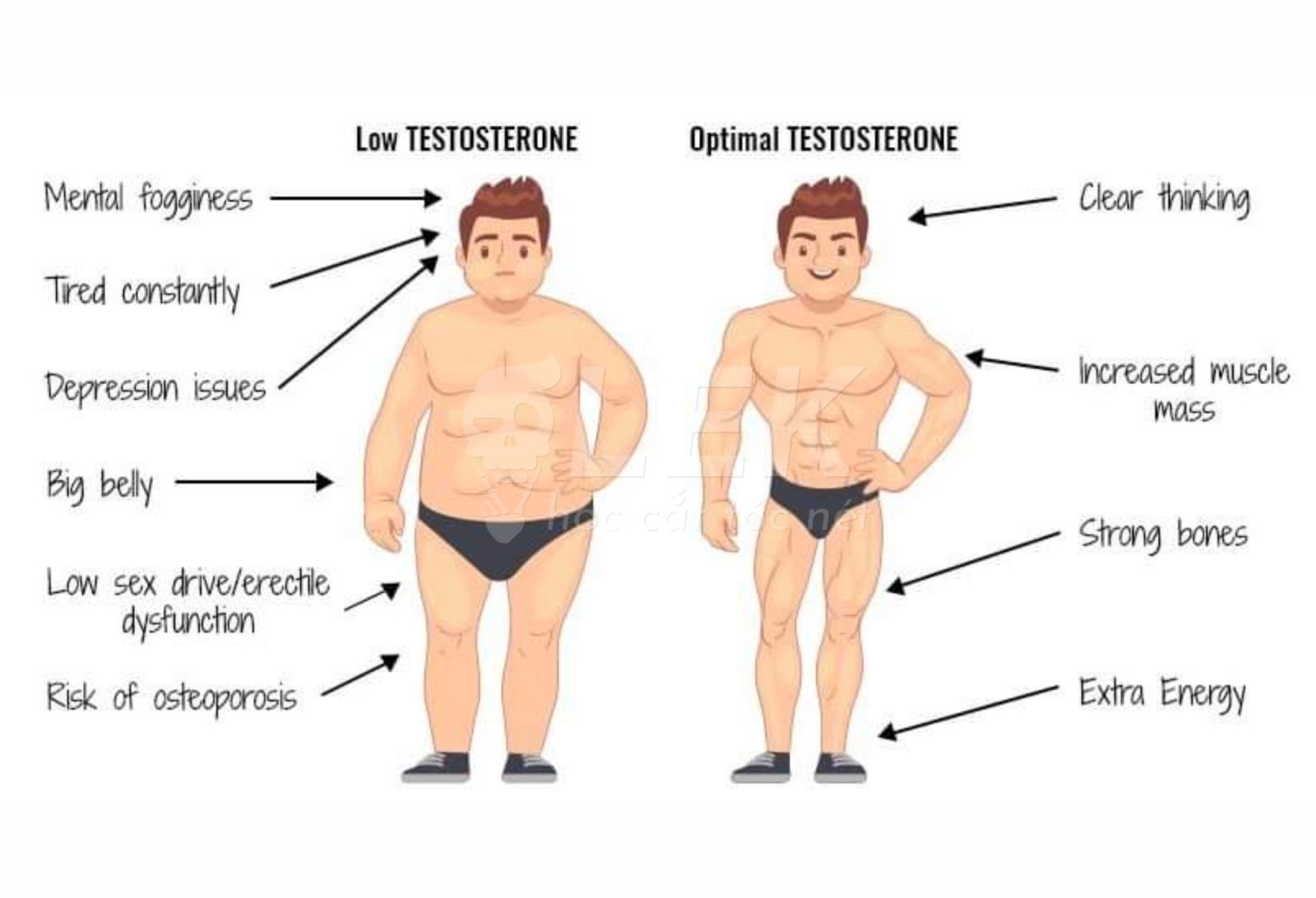 Testosterone Là Gì